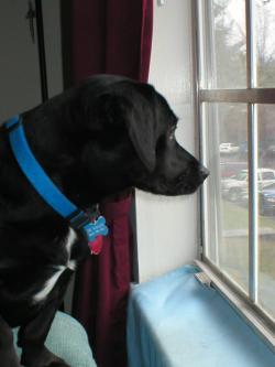 Sir Wallace